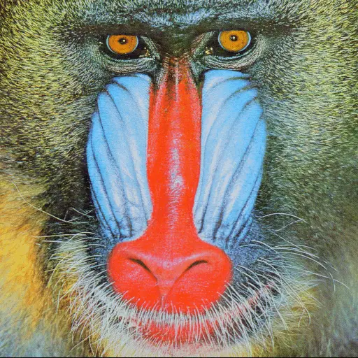 An image of a baboon's face, with orange eyes, a red nose, and blue cheeks.