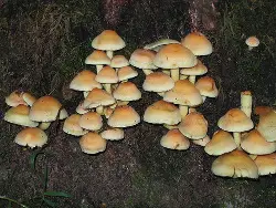 Image of mushrooms, non pixelated