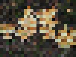 Image of mushrooms, pixelated